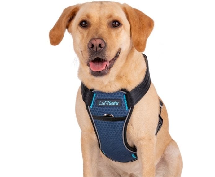 Labrador with CarSafe Harness