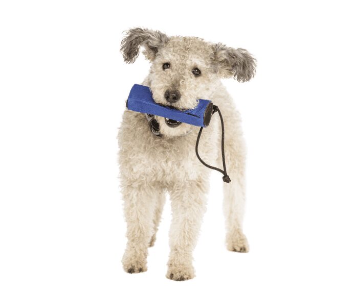 A dog using the Company of Animals Training Receiver