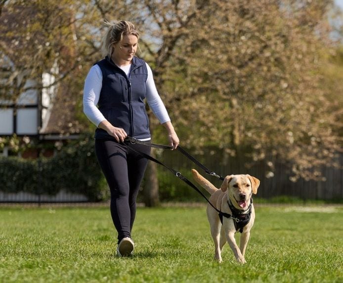 Labrador being walked using a Halti No Pull Harness
