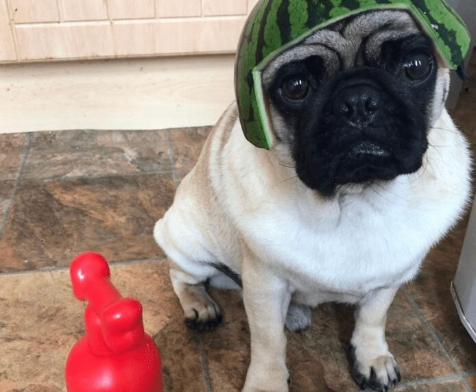 A dog with lovely melon hat next to a bottle of Pet Head