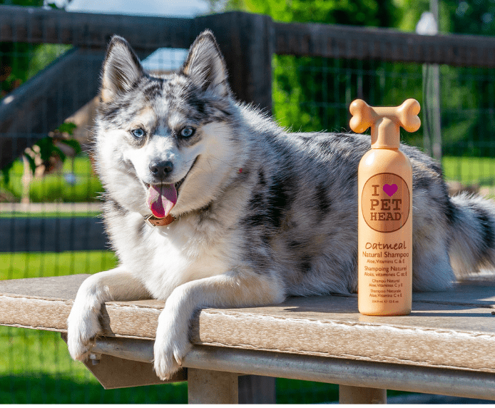 A dog on a bench next to a bottle of Oatmeal Natural Shampoo