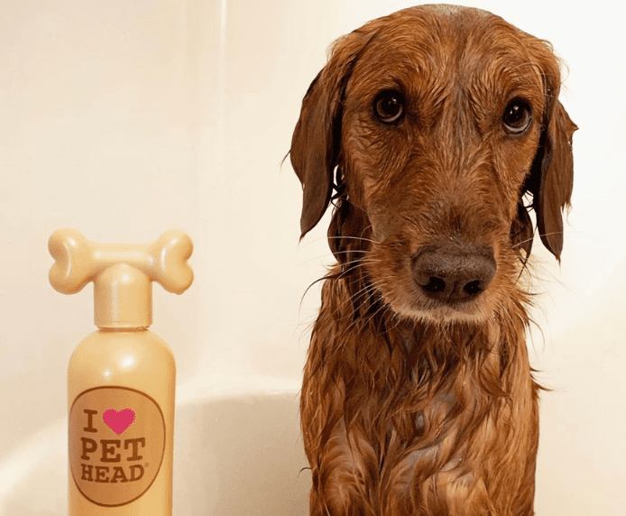 A wet dog in the bath next to a bottle of Pet Head Oatmeal Natural Shampoo