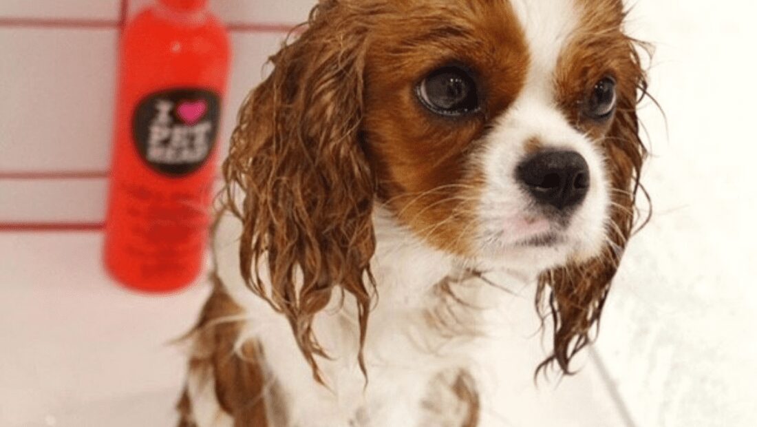 A dog in the bath next to a bottle of Pet Head