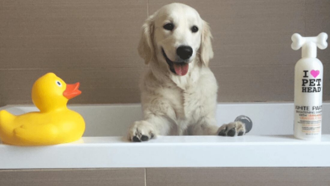 A dog sat in a bath next to a bottle of Pet Head White Party and a rubber duck!