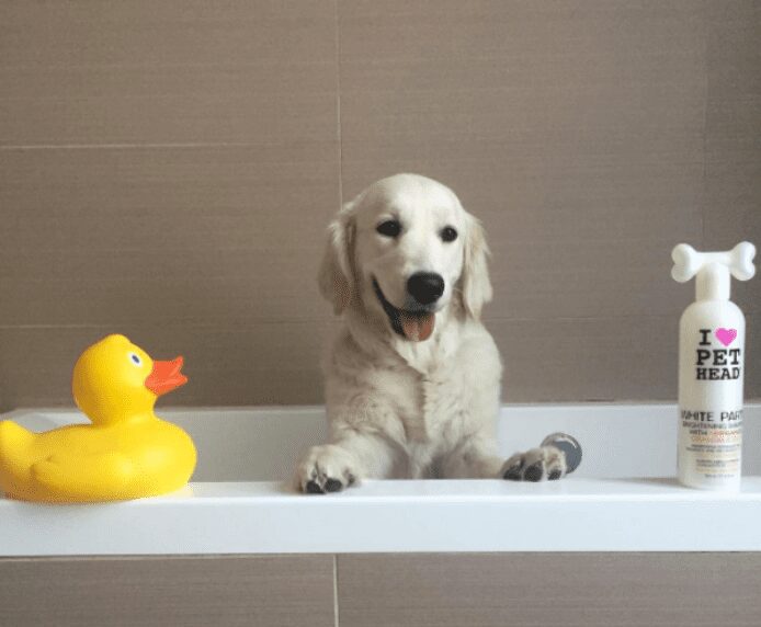 A white dog in the bath next to a rubber duck and a bottle of Pet Head White Party
