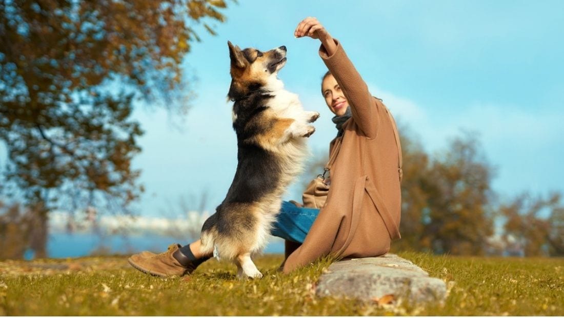 a corgie standing on their back legs gets a treat from a woman sat in a field