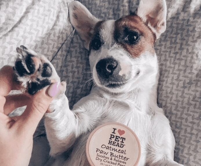 A dog on his back with a Pet Head Oatmeal Paw Butter on their chest