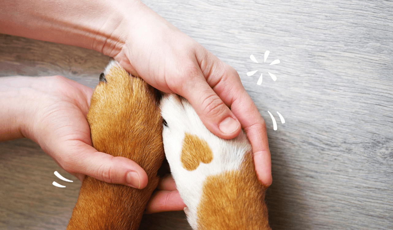 A human holding a dog's paws