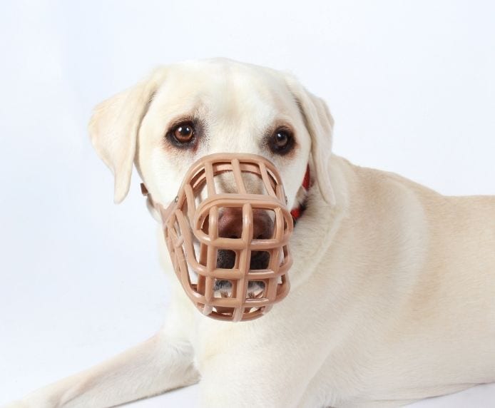 A dog wearing a Baskerville Classic Muzzle