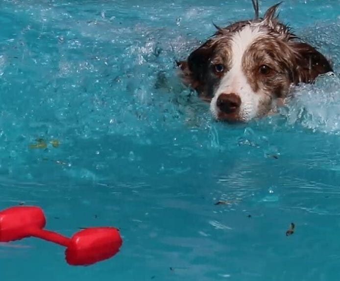 A dog swimming to get a Company of Animals Training Dumbbell