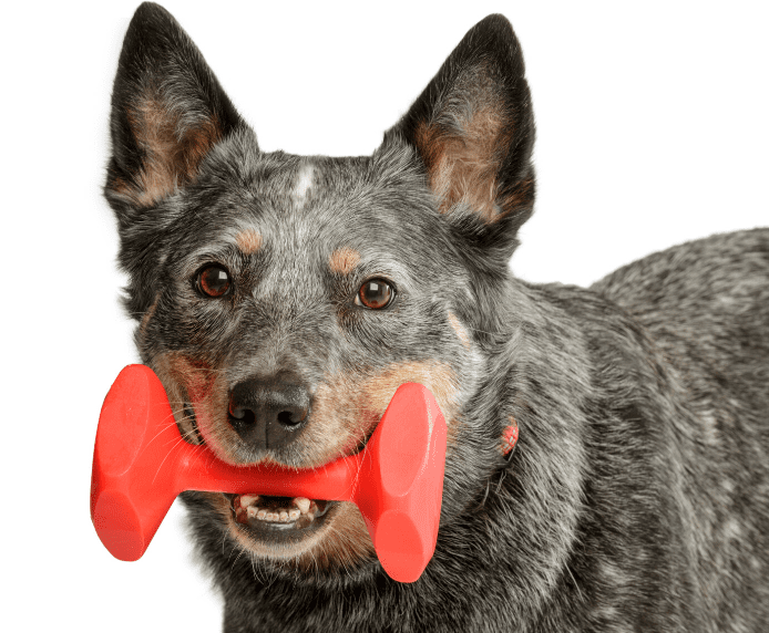 A dog with a Company of Animals Training Dumbbell in their mouth