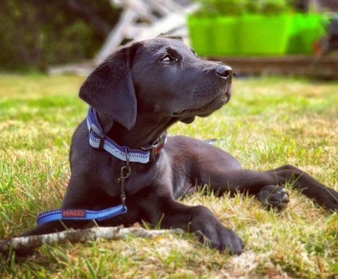 Puppy sitting on grass wearing a Halti Comfort Collar