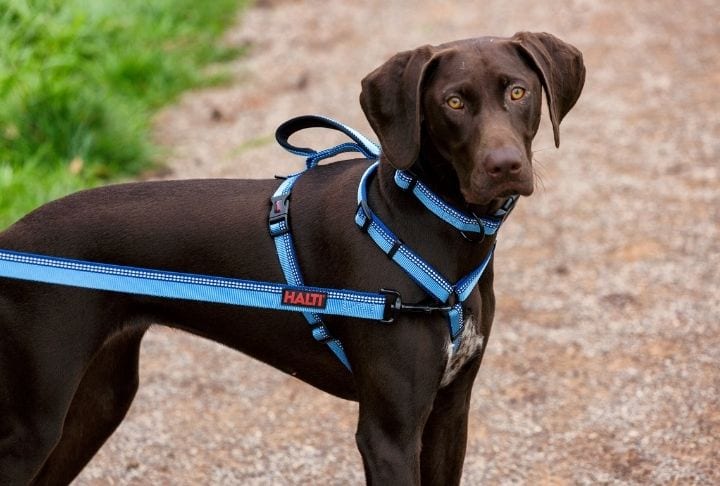 dog wearing a halti walking harness
