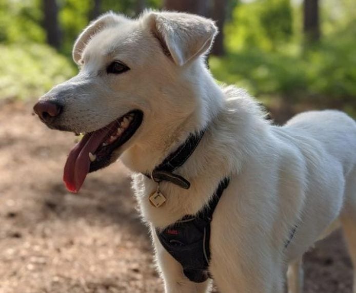 White dog wearing a Halti No Pull Harness