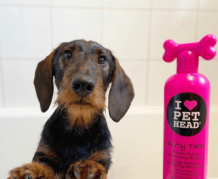A dachshund next to a bottle of Pet Head Dirty Talk