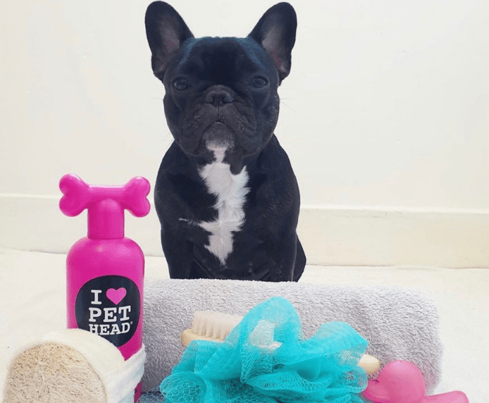 A French Bulldog next to a bottle of Pet Head