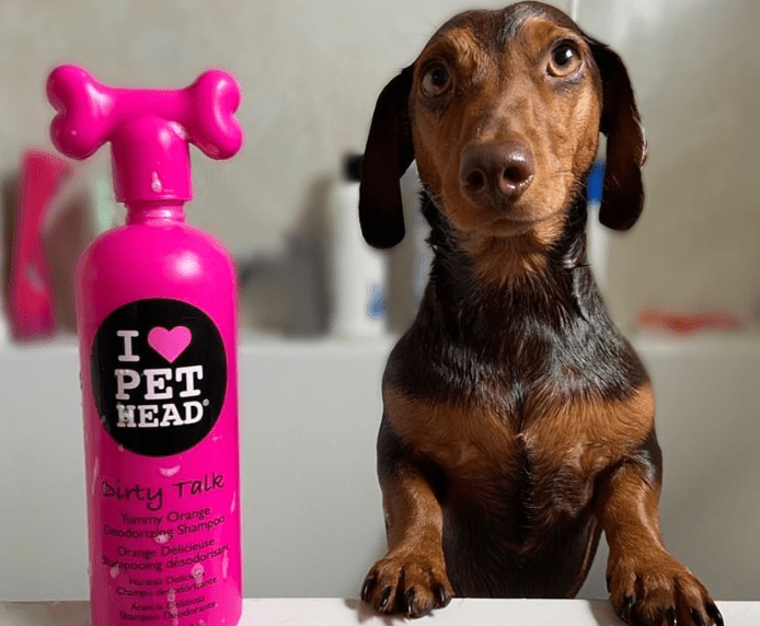 A Dachshund in the bath next to a Pet Head Dirty Talk bottle