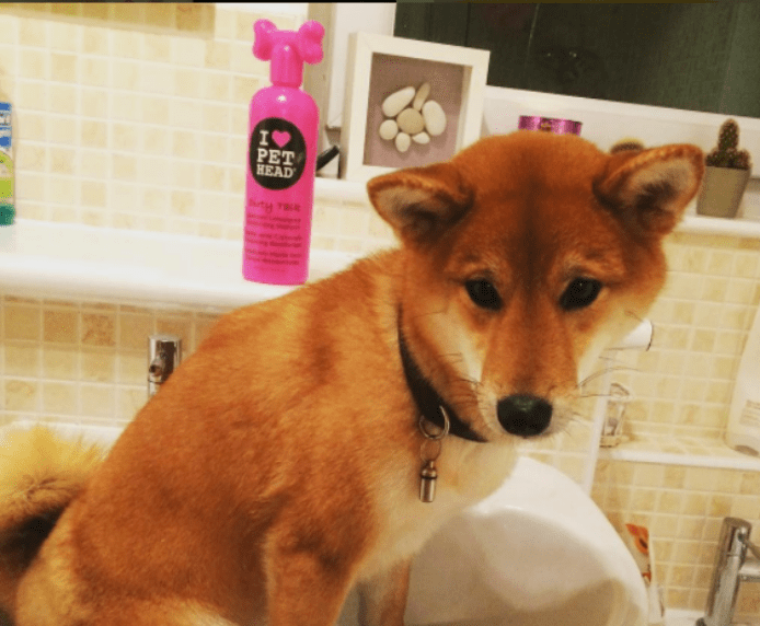 A dog next to a bottle of Pet Head Dirty Talk