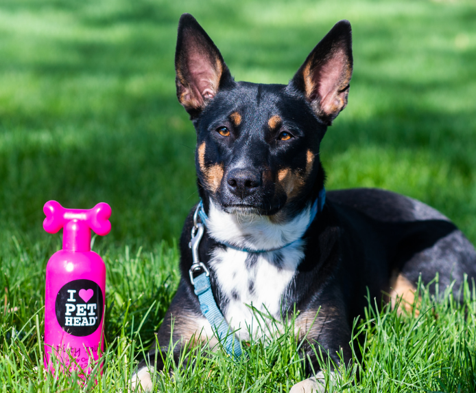 A dog sat in a field next to a bottle of Pet Head Dirty Talk