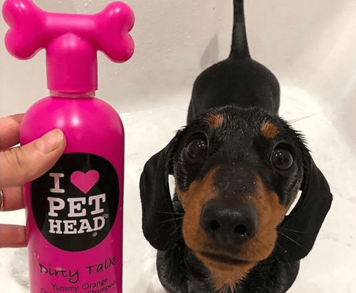 A Dachshund next to a bottle of Pet Head Dirty talk