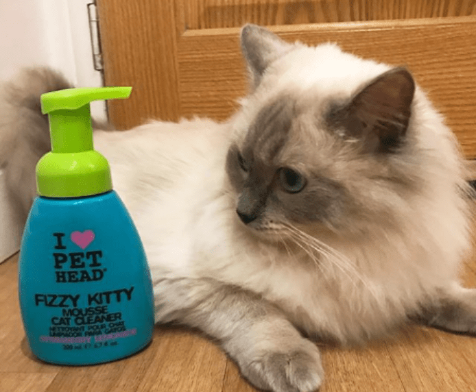 A cat looking at Pet Head Fizzy Kitty Mousse
