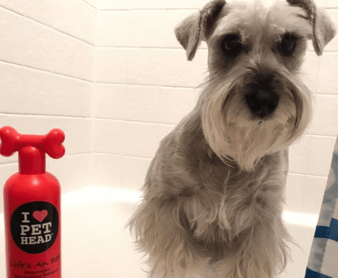 Schnauzer dog next to A bottle of Pet Head Life's an Itch
