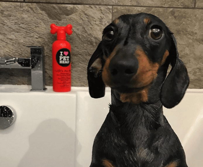 A very happy dog net to a bottle of Pet Head Life's an Itch