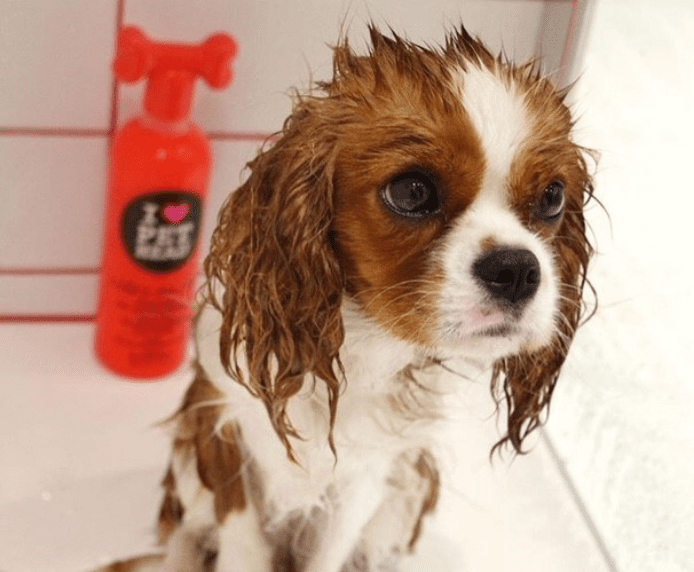 A small dog in a shower next to a bottle of Pet Head