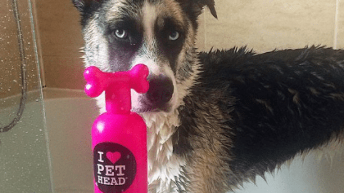 A dog looking clean in the shower with a Pet Head product