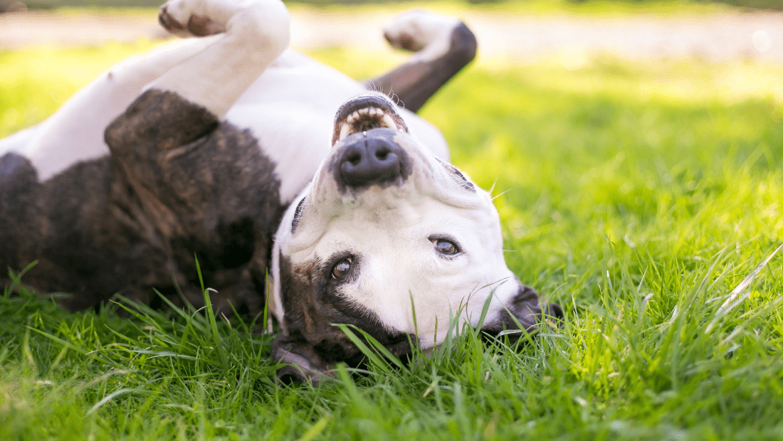 A dog playing on its back in grass