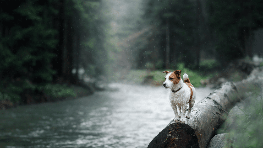 A dog stood on a log by a stream