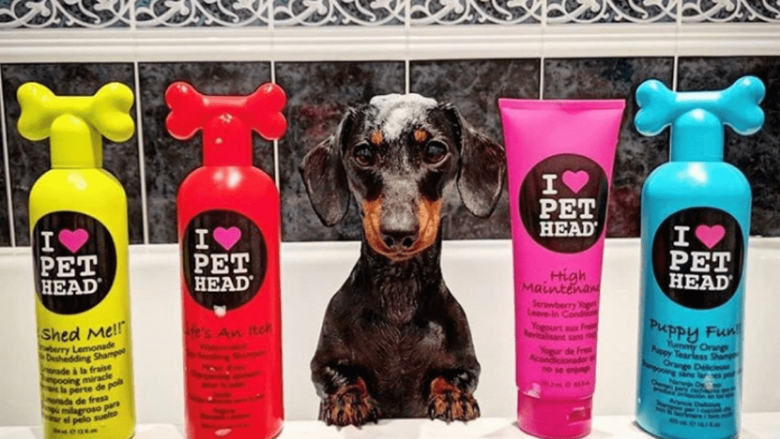 A Dachshund in the bath with some Pet Head bottles