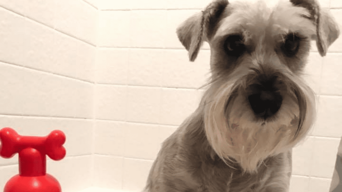 A schnauzer in the bath next to a bottle of Pet Head