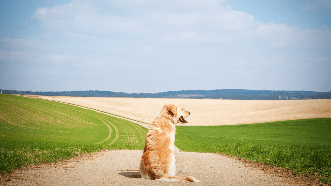A dog sat on a path between to fields
