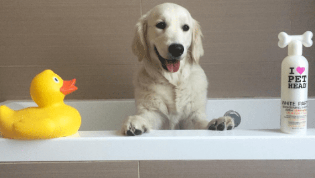 A dog sat in a bath next to a bottle of Pet Head White Party and a rubber duck!