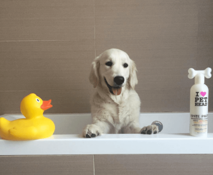 A white dog in the bath next to a rubber duck and a bottle of Pet Head White Party
