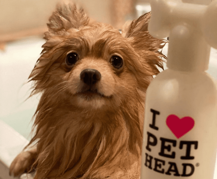 A dog and a bottle of Pet Head White Party