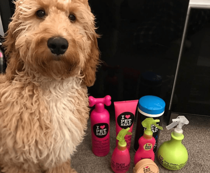 A clean dog next to a selection of Pet Head products