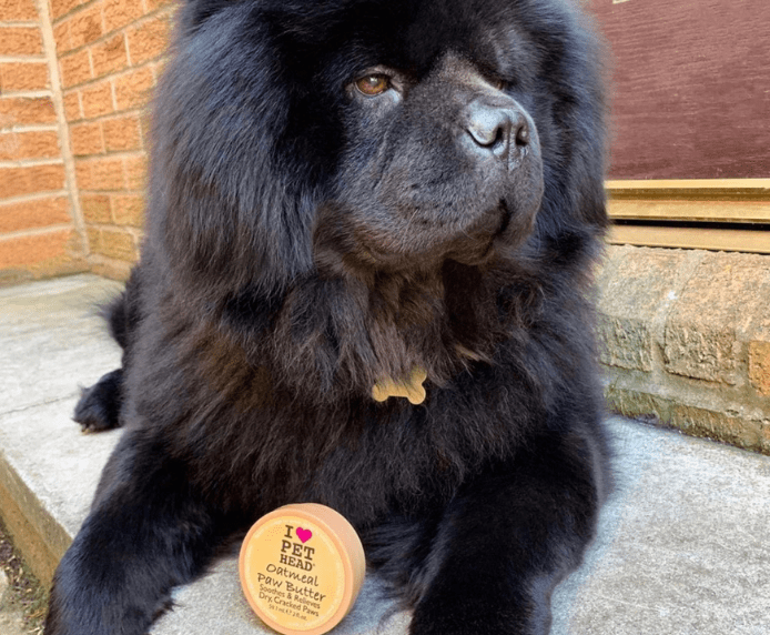 A black Chow Chow dog next to Pet Head Oatmeal Paw Butter