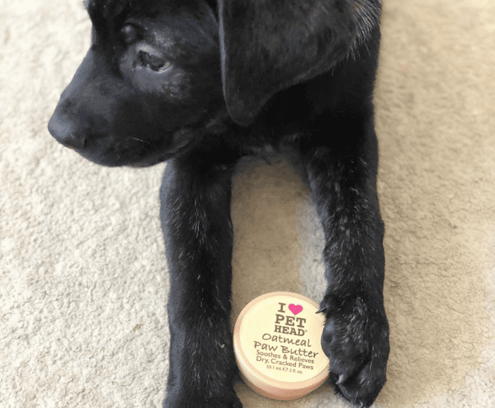 A dog holding Pet Head Oatmeal Paw Butter