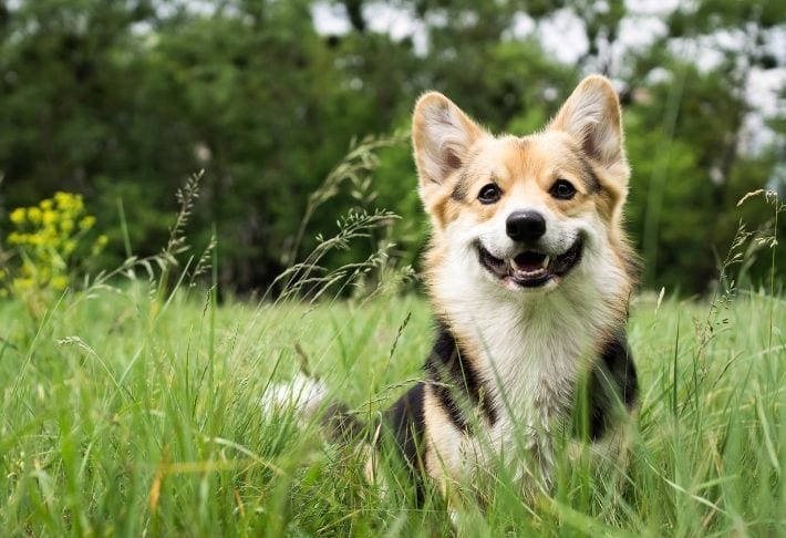 A happy dog sat in a green field