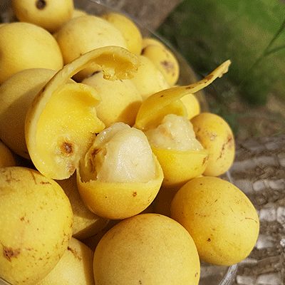 Huile de marula