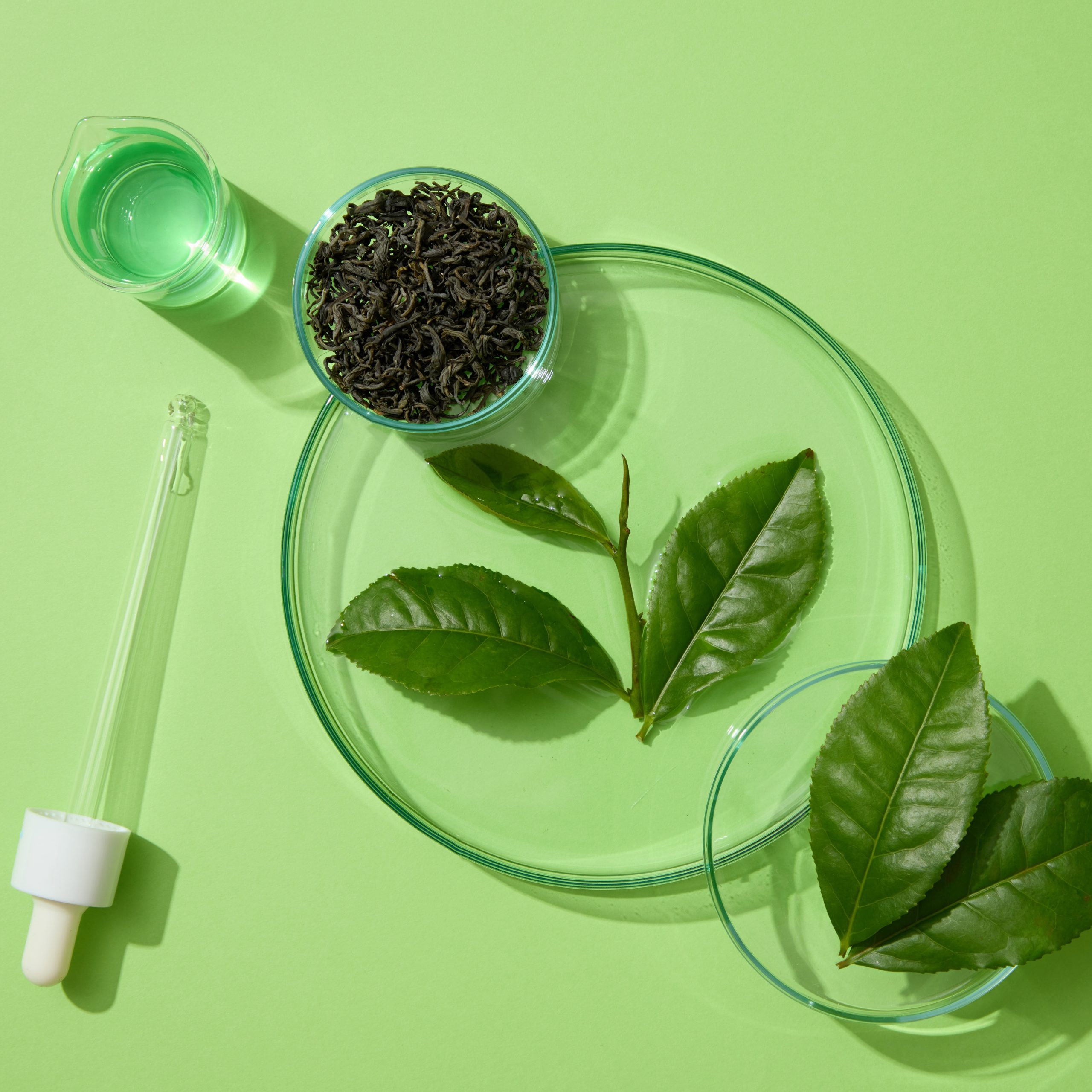 Extrait de thé vert