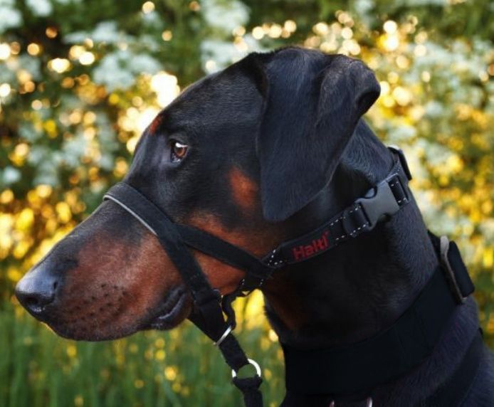 Dachshund dog wearing a Halti Headcollar