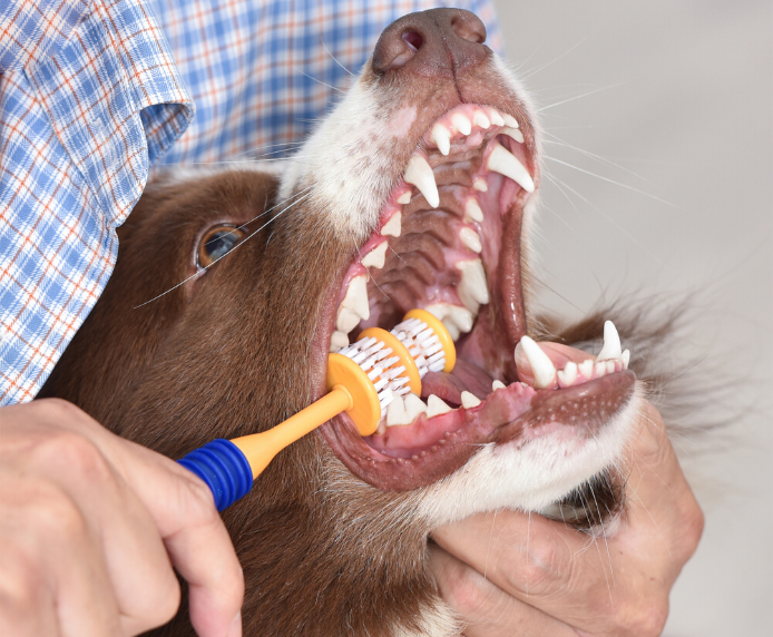 A dog having his teeth cleaned by the Arm & Hammer 360 Toothbrush