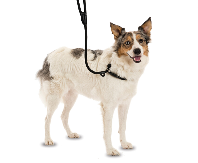 A dog wearing the Company of Animals 3 in 1 Slip Lead