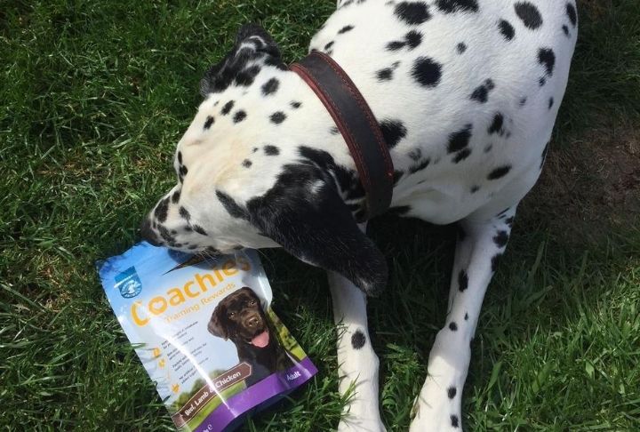A dalmation nibbling a packet of Coachies