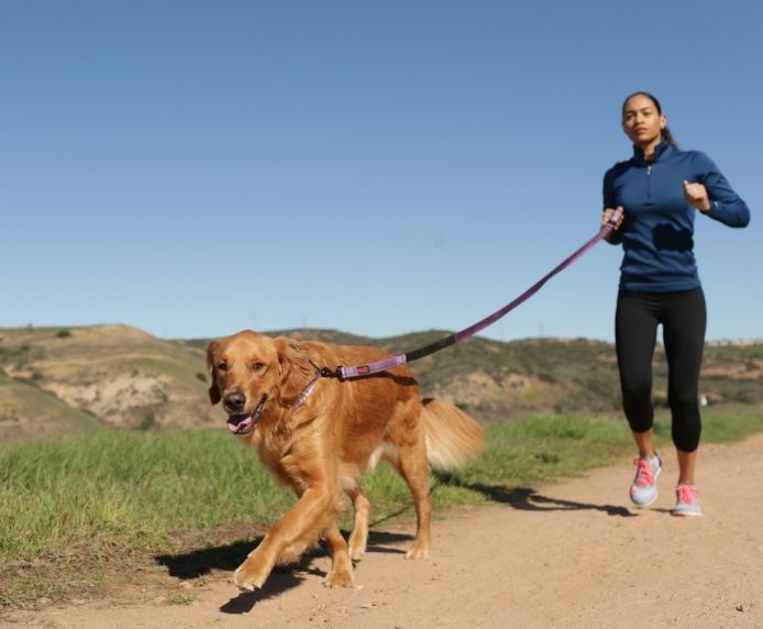 A dog wearing a Halti Active Lead in front of a woman jogging