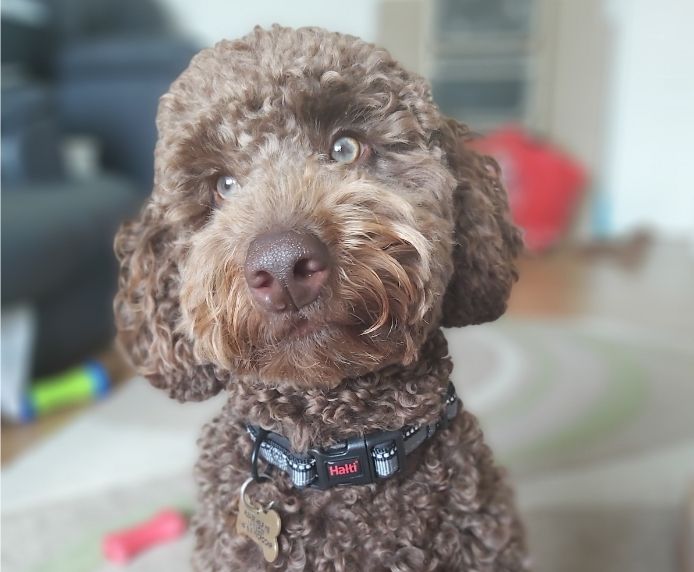 An inquisitive poodle wearing a Halti Comfort Collar
