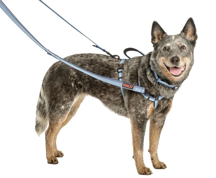 Cattle dog wearing a Halti Double Ended Lead